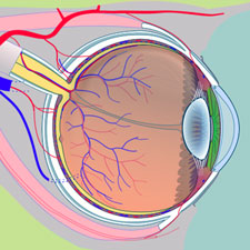 human eye